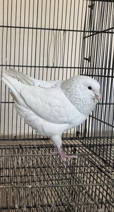 White King modina male