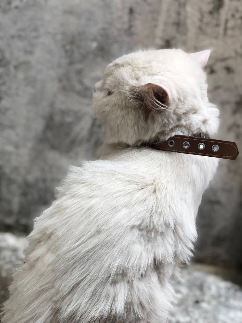 persian 0