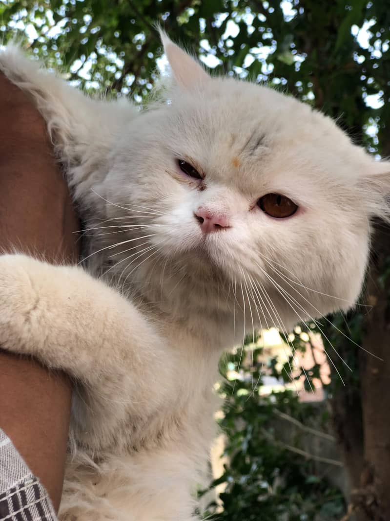 persian 1