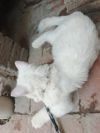 Persian cat long cot