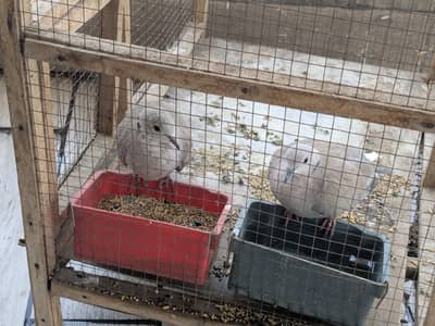 doves for sale content number 03070471306