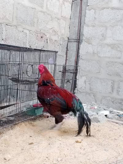 Aseel For Sale