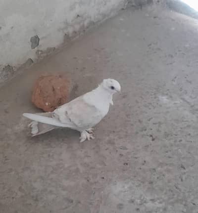 Sentinent Breeder Female for Sale