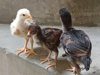 aseel chick one months old healthy