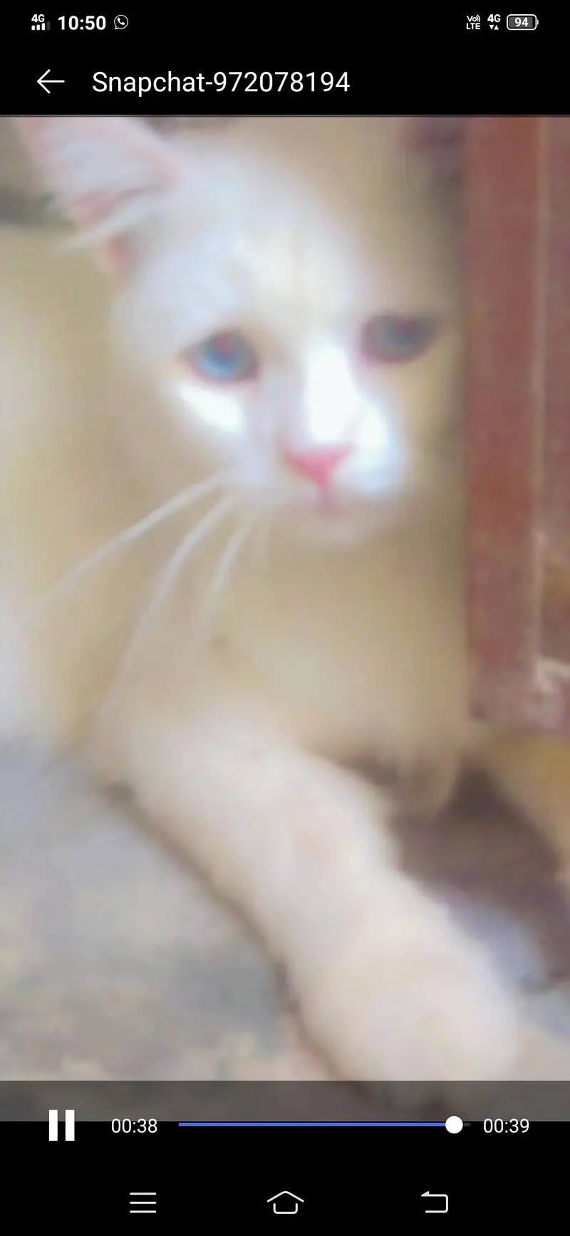 tow males one have Blue  eyes body colou white  one have orange eyes