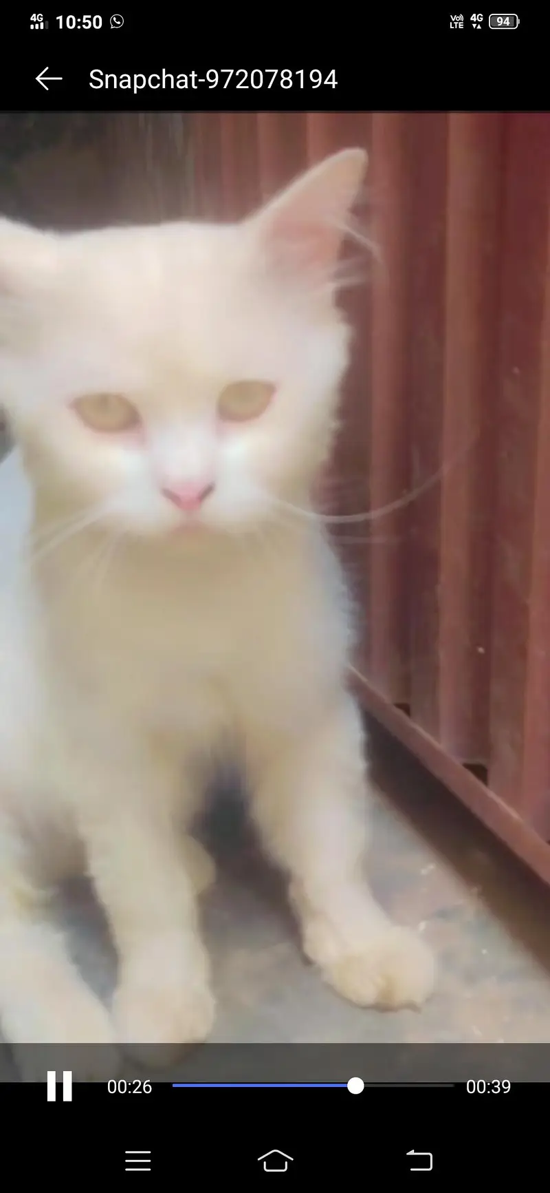tow males one have Blue  eyes body colou white  one have orange eyes — photo 2