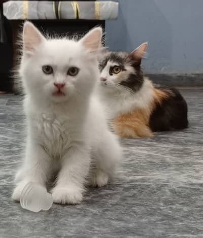 Ragdoll Kitten female available