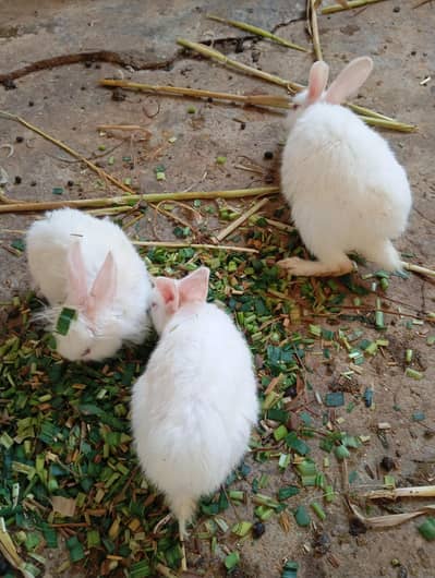 Angora mix breed