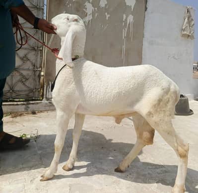 larkana dumba ha  Contact:+0/3/30 2/9/6/18/3/2