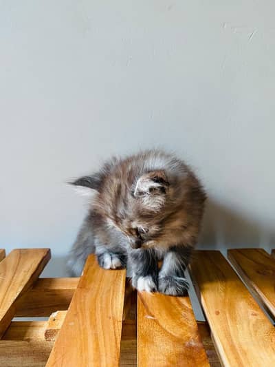 Persian triple coat