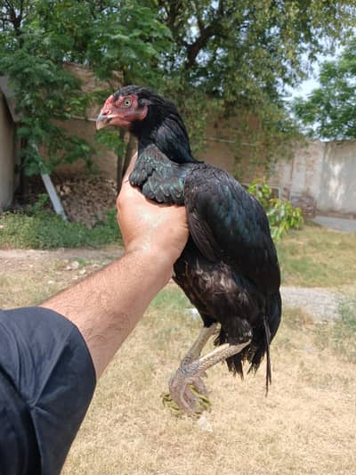 Pure meianwali home breed pathi dragon face and choras nali egs gurntd