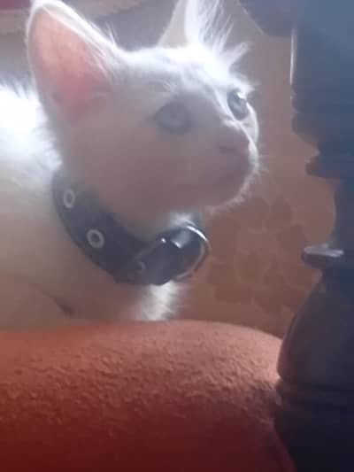persian cat doble coated different eyes