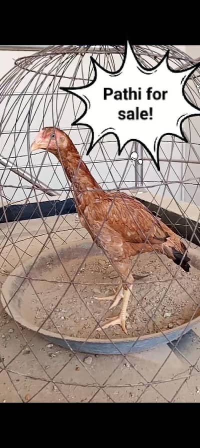 Aseel Mianwali High Quality Pathi for sale (Parents Picture Attached)