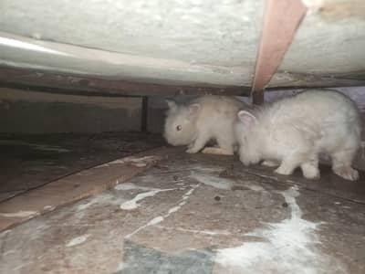 Lion Head White Rabbits 1 pair breeder 1 male 4m 1 female 2m 4 bunnies