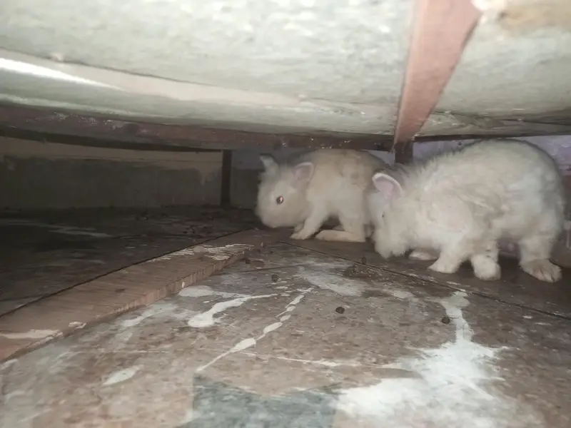 Lion Head White Rabbits 1 pair breeder 1 male 4m 1 female 2m 4 bunnies