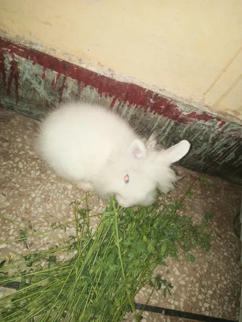 Lion Head White Rabbits 1 pair breeder 1 male 4m 1 female 2m 4 bunnies — photo 2