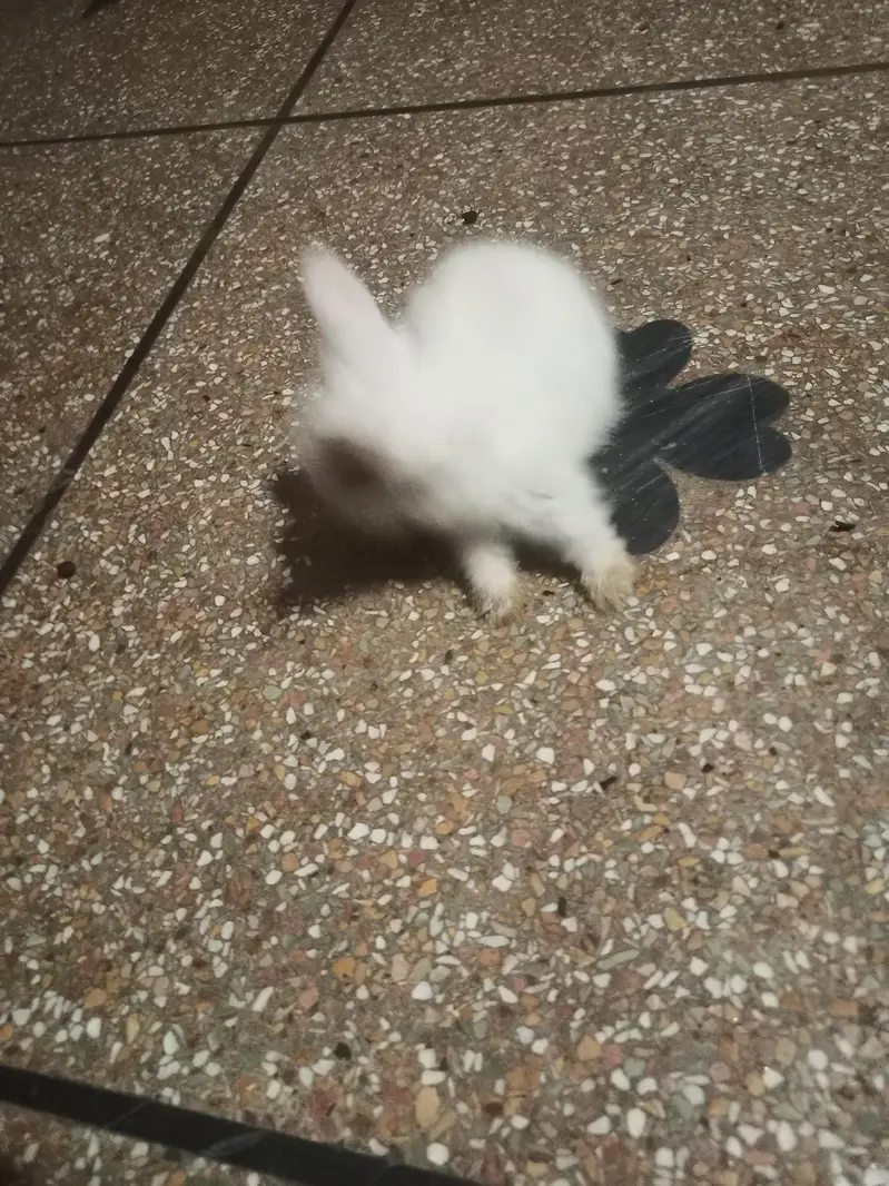 Lion Head White Rabbits 1 pair breeder 1 male 4m 1 female 2m 4 bunnies — photo 3