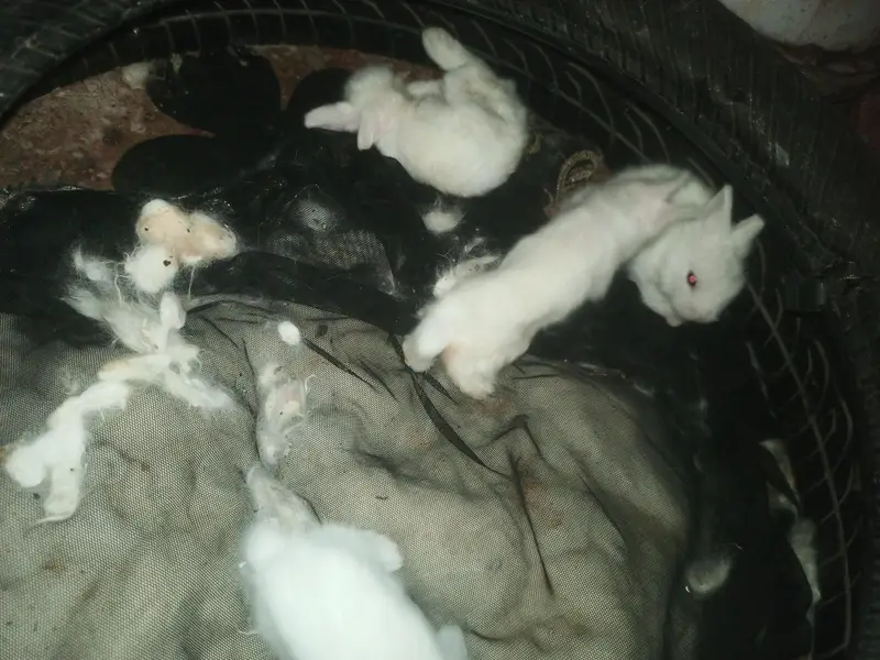 Lion Head White Rabbits 1 pair breeder 1 male 4m 1 female 2m 4 bunnies — photo 5