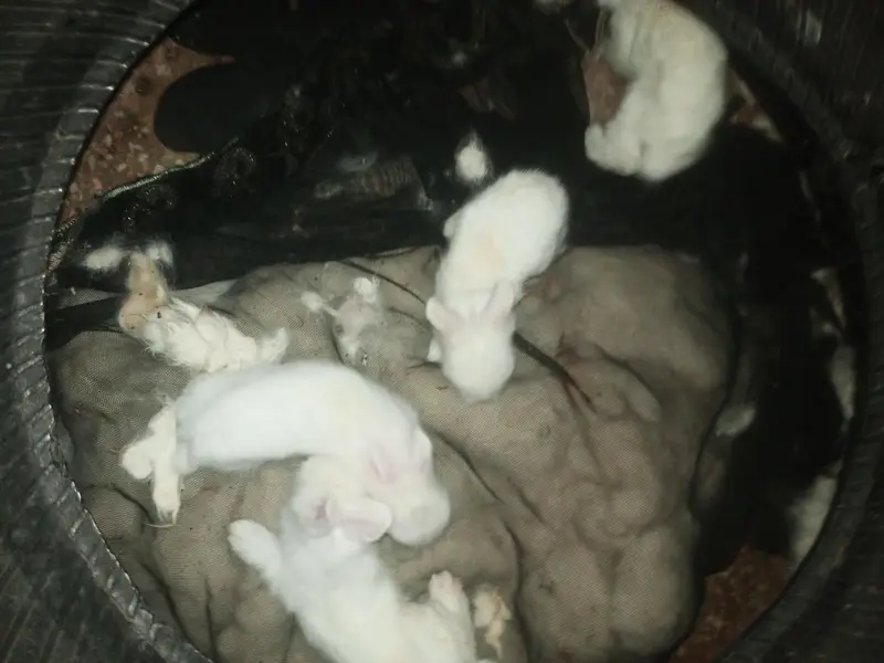 Lion Head White Rabbits 1 pair breeder 1 male 4m 1 female 2m 4 bunnies — photo 6