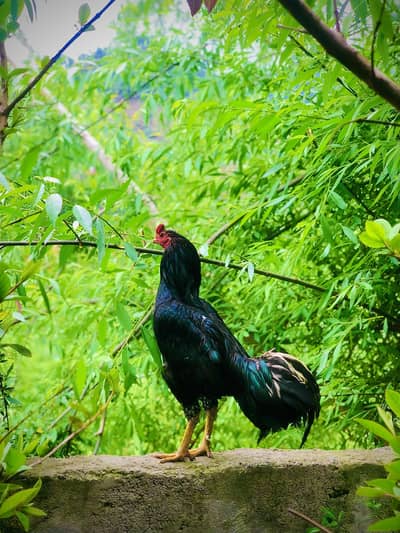 Aseel king lassani breeder pair and pathy for sale