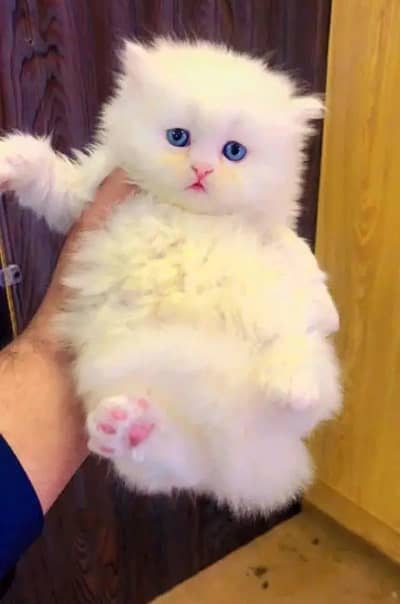(Persian female kitten) (for sale all) (Pakistan delivery available)