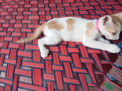 persion cat