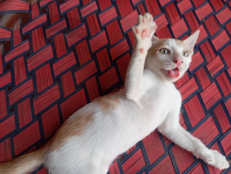 persion cat 1