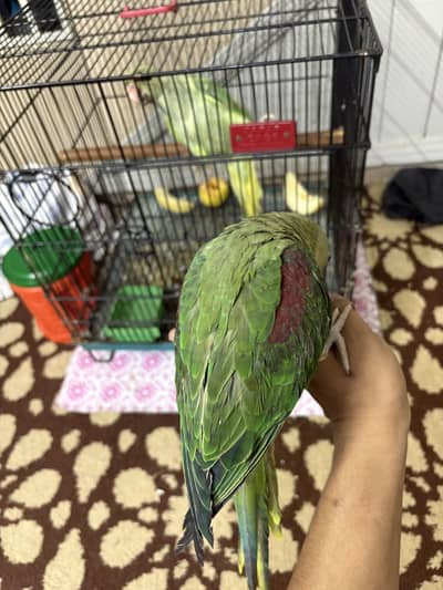 Parrot for sale fully hand tame taking parrot