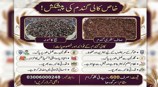 Black wheat