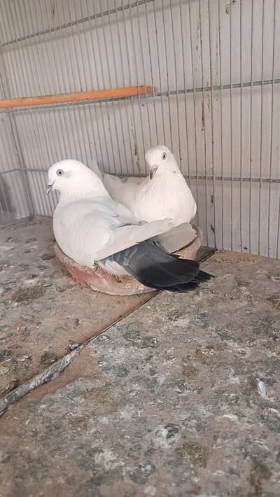 kabootar pigeon