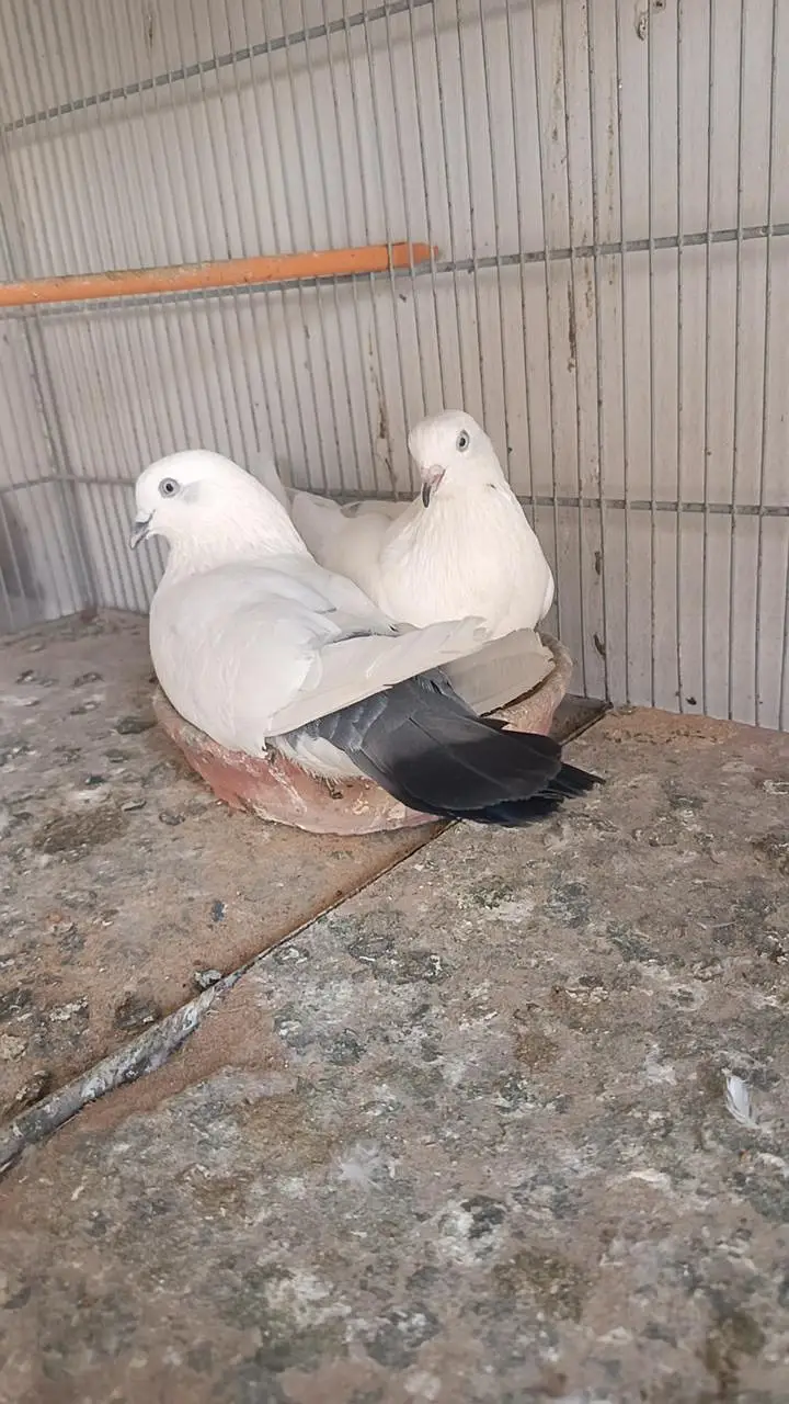 kabootar pigeon