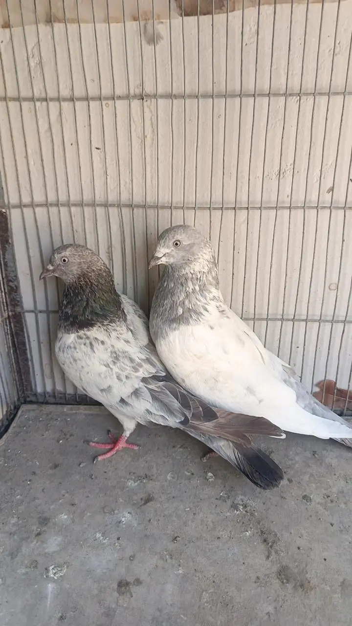 kabootar pigeon — photo 2