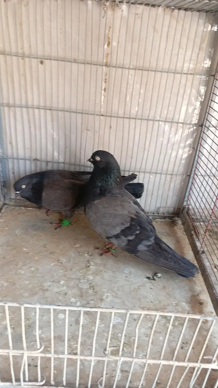kabootar pigeon — photo 3