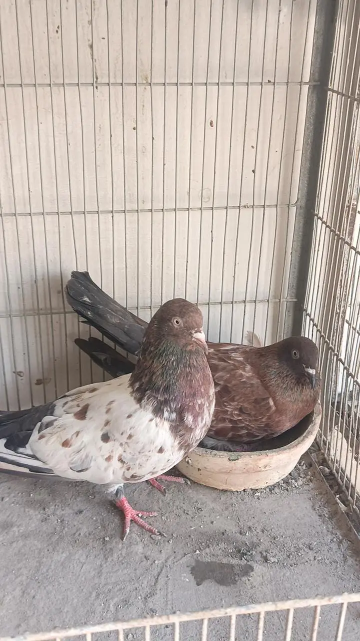 kabootar pigeon — photo 4