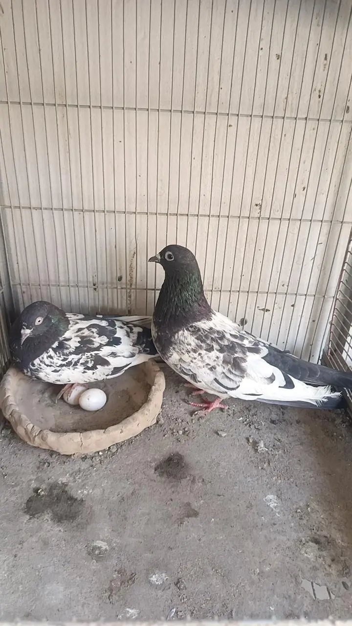 kabootar pigeon — photo 5
