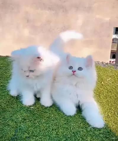 Persian kittens cat food for sale