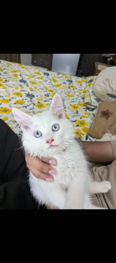 Cute cute cat lovers