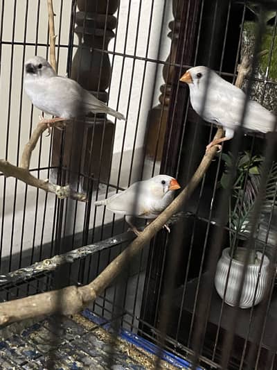 Finch breeder pair with 1 chick