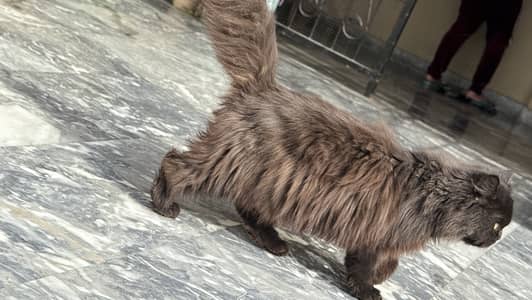 A male cat