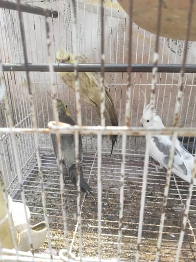 2 pair for sell