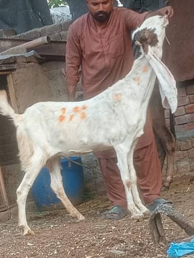 Desi Gabn bakri sale
