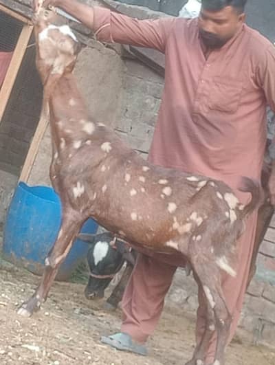 Sheera print Gabn path sale