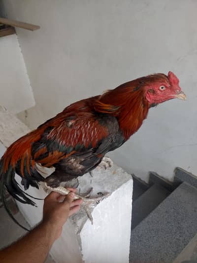 thai aseel for sale