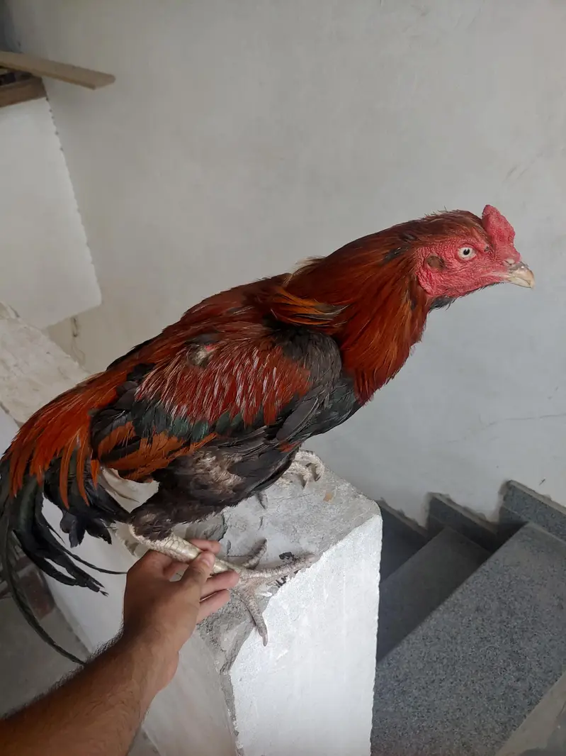 1 murgha 3 murghian thai aseel for sale