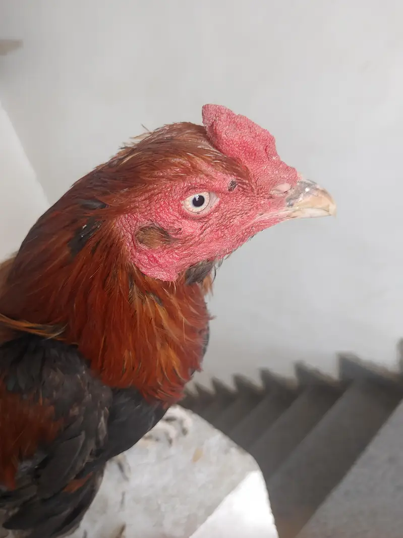 1 murgha 3 murghian thai aseel for sale — photo 2
