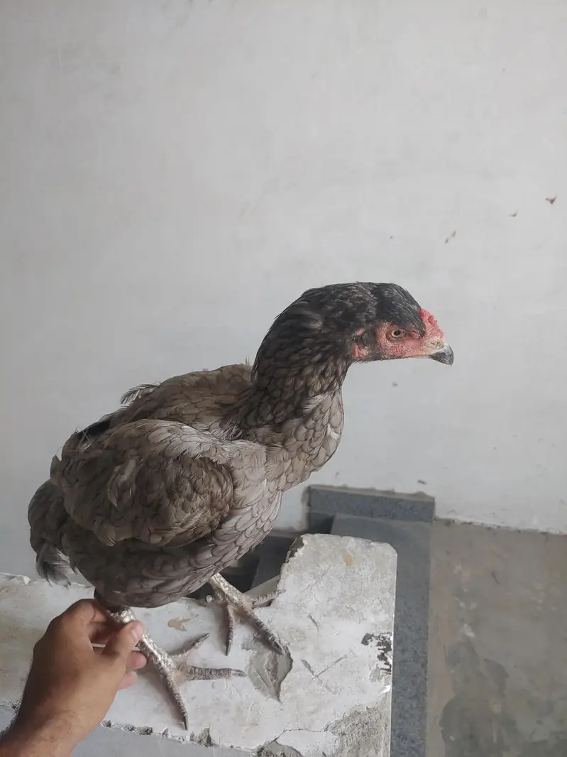 1 murgha 3 murghian thai aseel for sale — photo 4