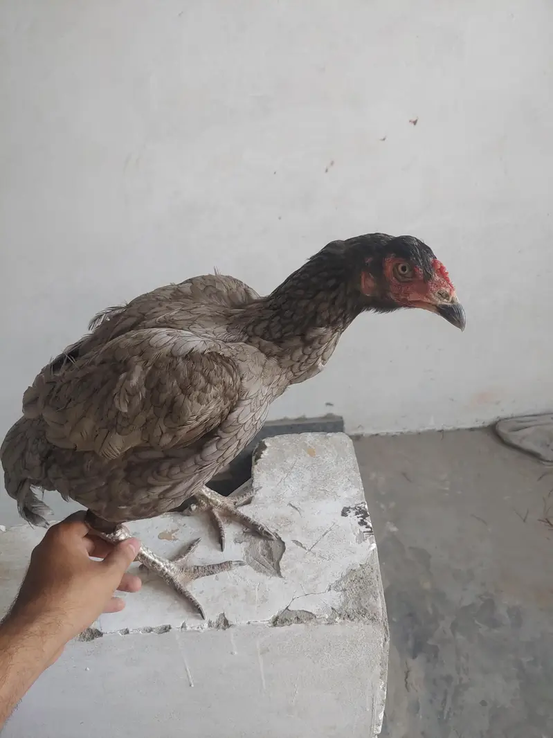 1 murgha 3 murghian thai aseel for sale — photo 6