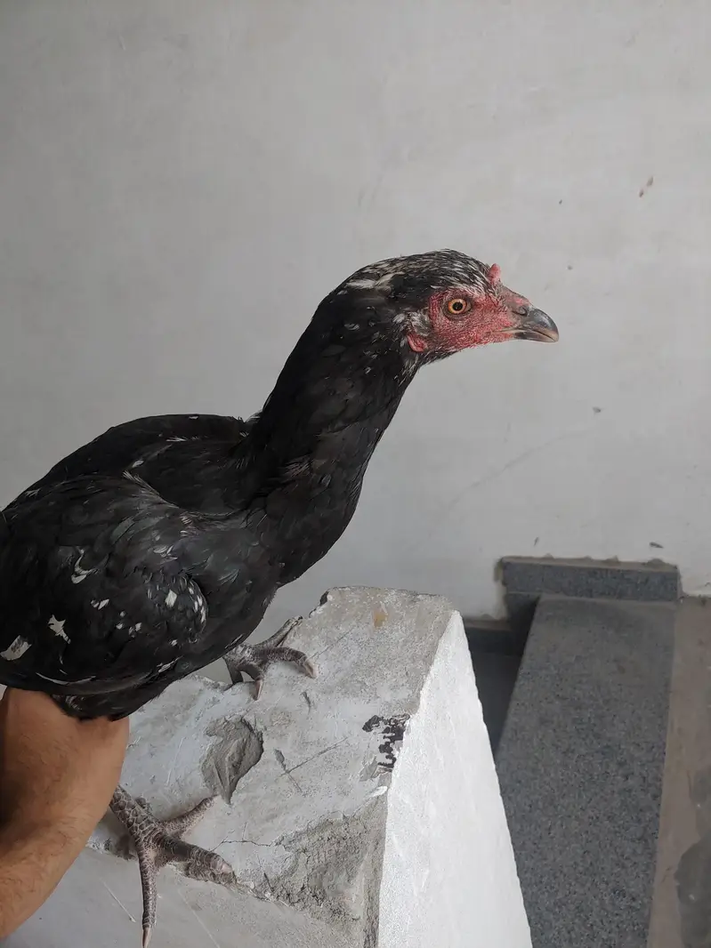 1 murgha 3 murghian thai aseel for sale — photo 7