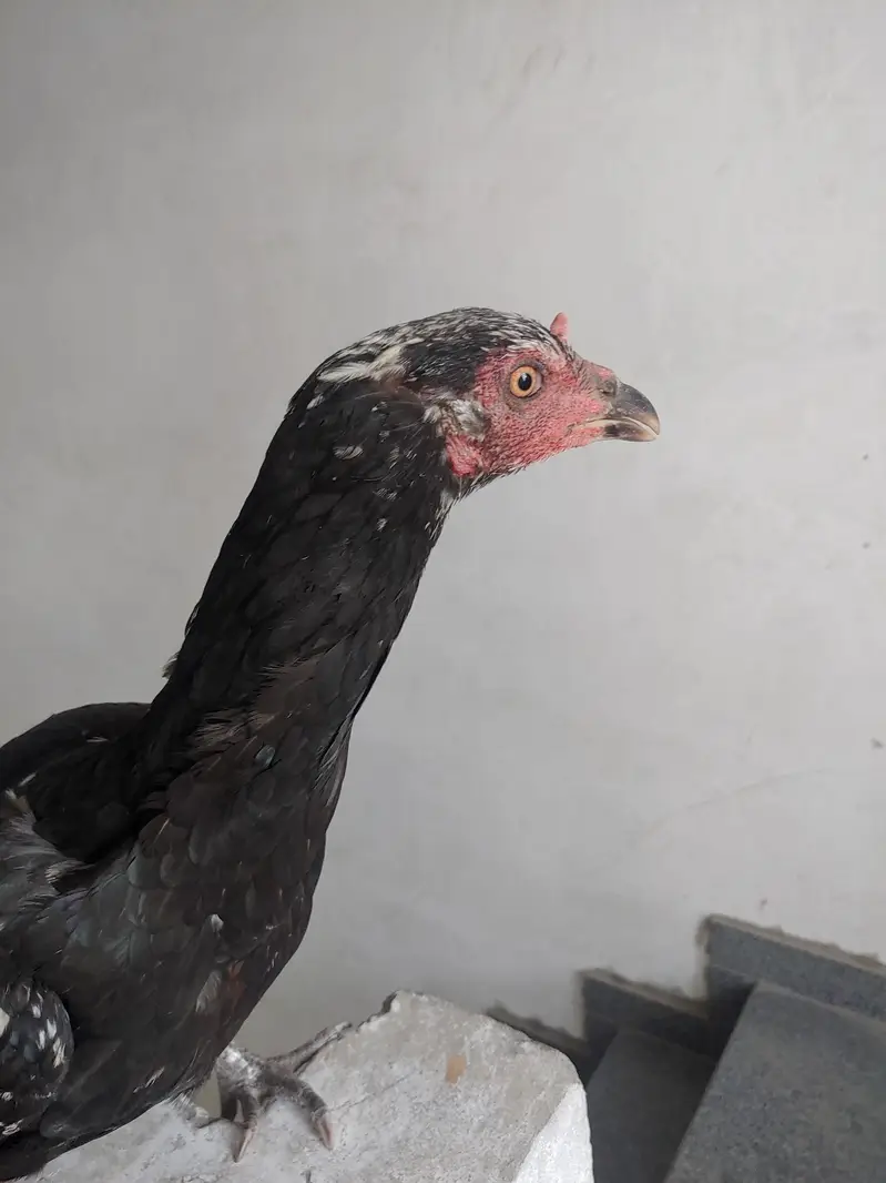 1 murgha 3 murghian thai aseel for sale — photo 8