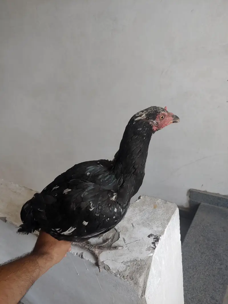 1 murgha 3 murghian thai aseel for sale — photo 9
